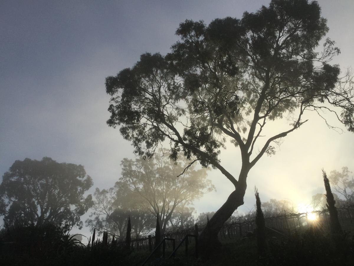 Bed and Breakfast Barossa White House The West Wing Angaston Esterno foto